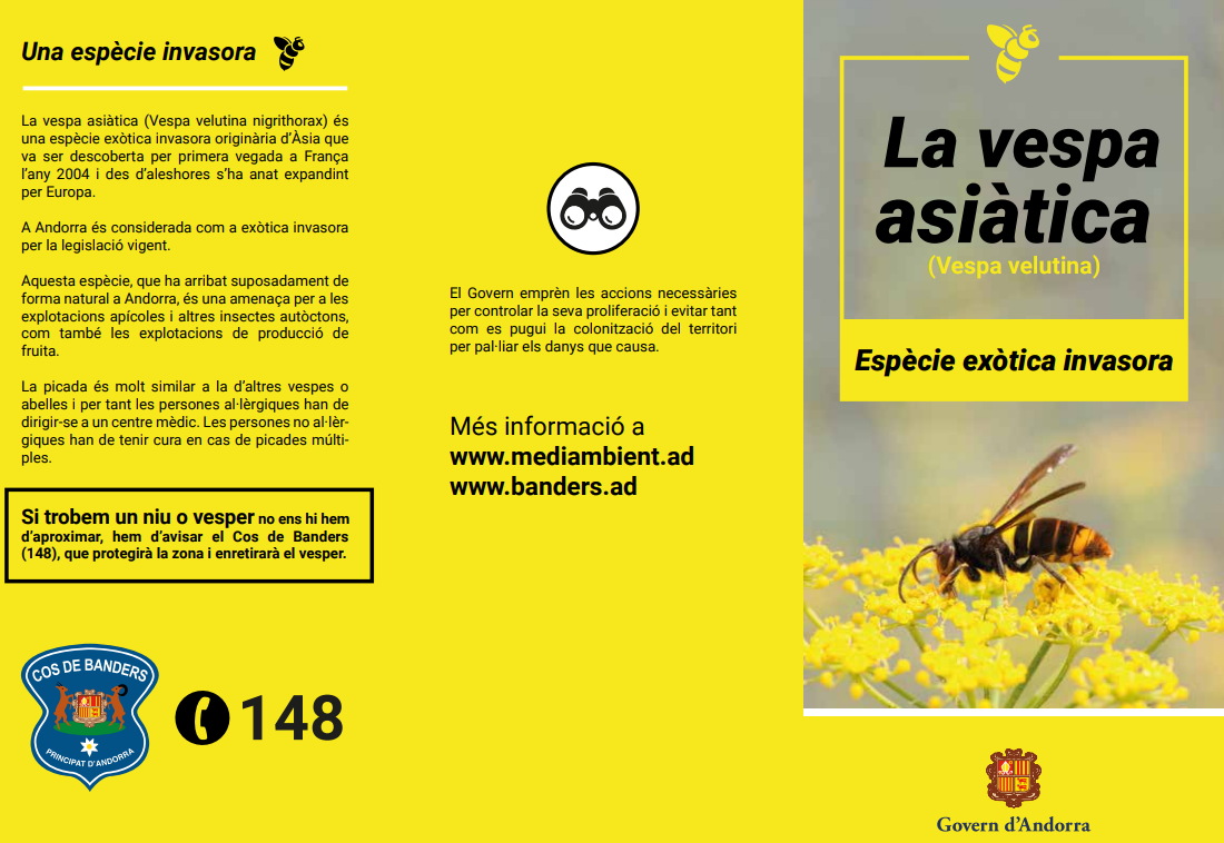 Informació amb la vespa asiàtica