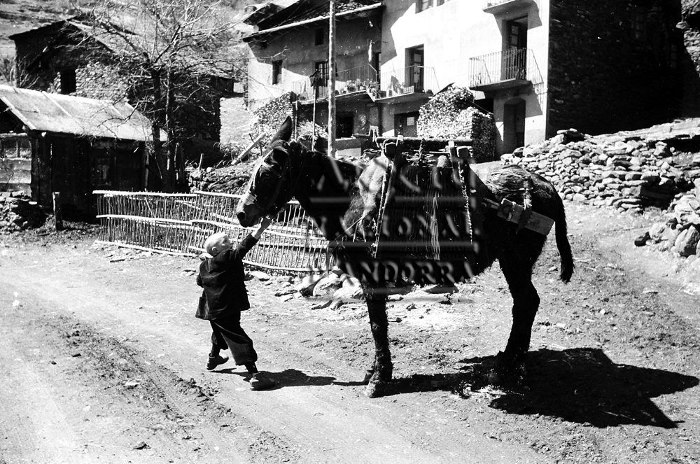 FL 012: Un nen, a Llorts (Ordino), tirant d’un matxo amb uns àrguens