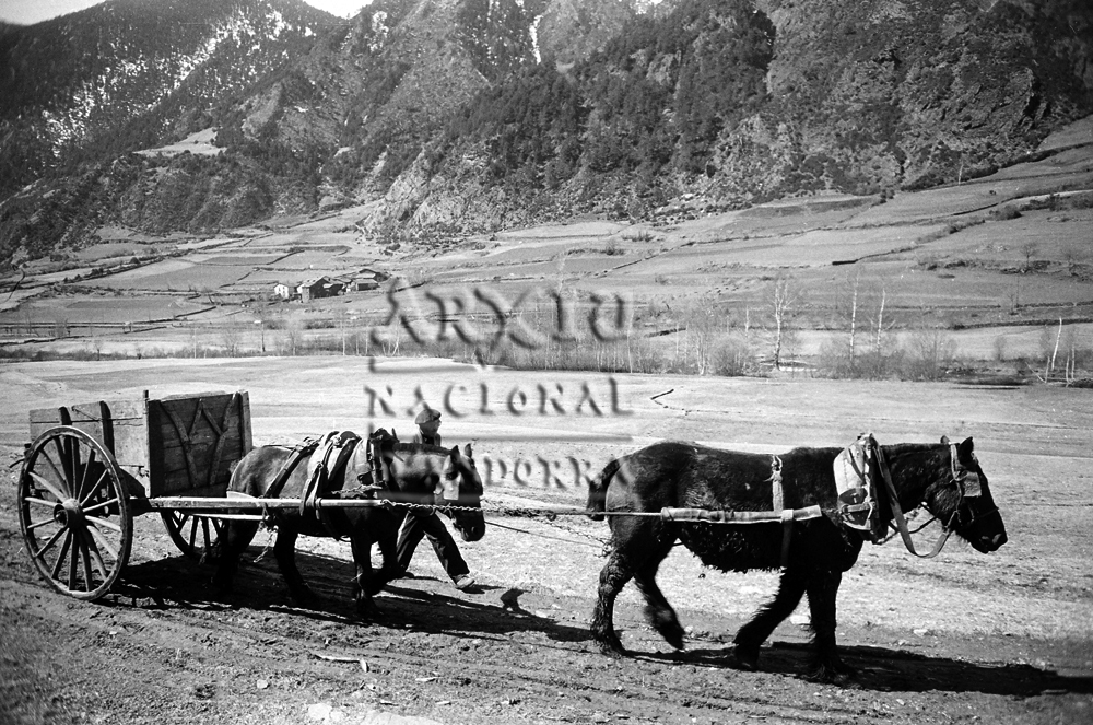 FL 019: Un home amb un carro tirat per dos animals