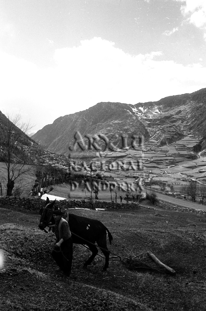 FL 029: Un home mena un matxo que arrossega un rastell fet de branques d’arbres per un prat