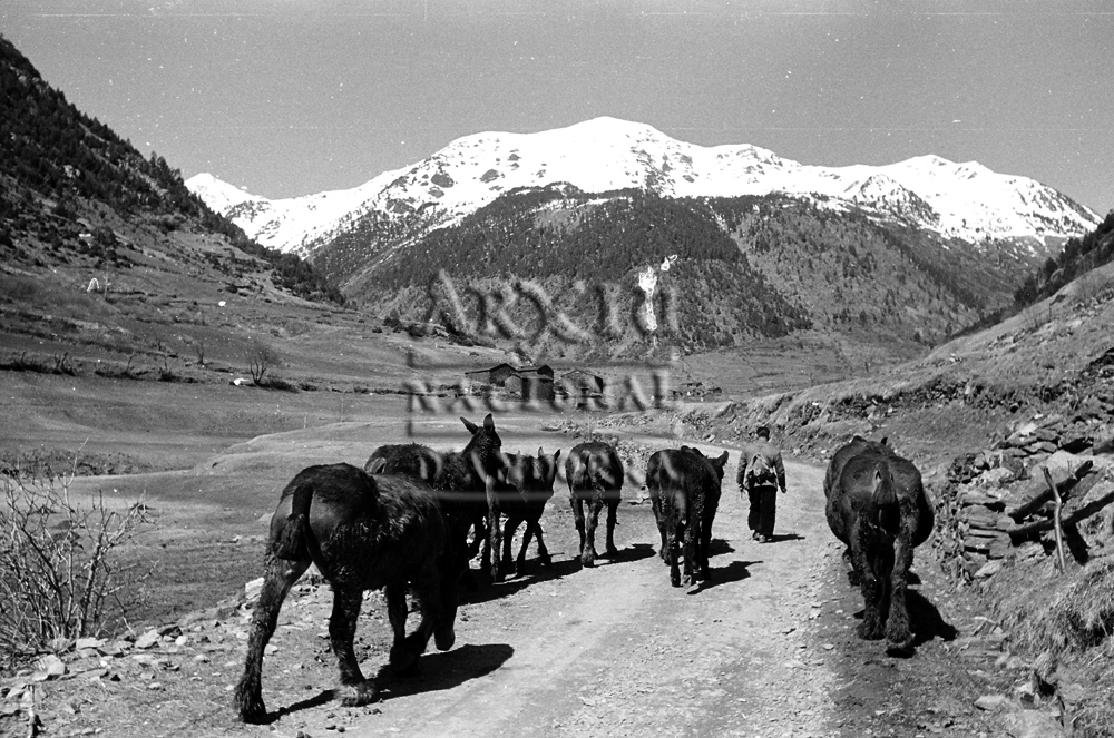 FL 08: Un ramat de cavalls i pollins pel camí d’Ordino al Serrat
