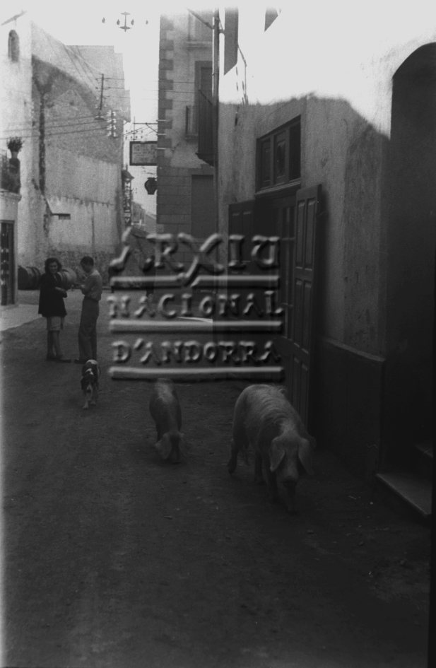 FJR_365: Uns porcs pasturen a prop de la plaça Santa Anna d’Escaldes-Engordany