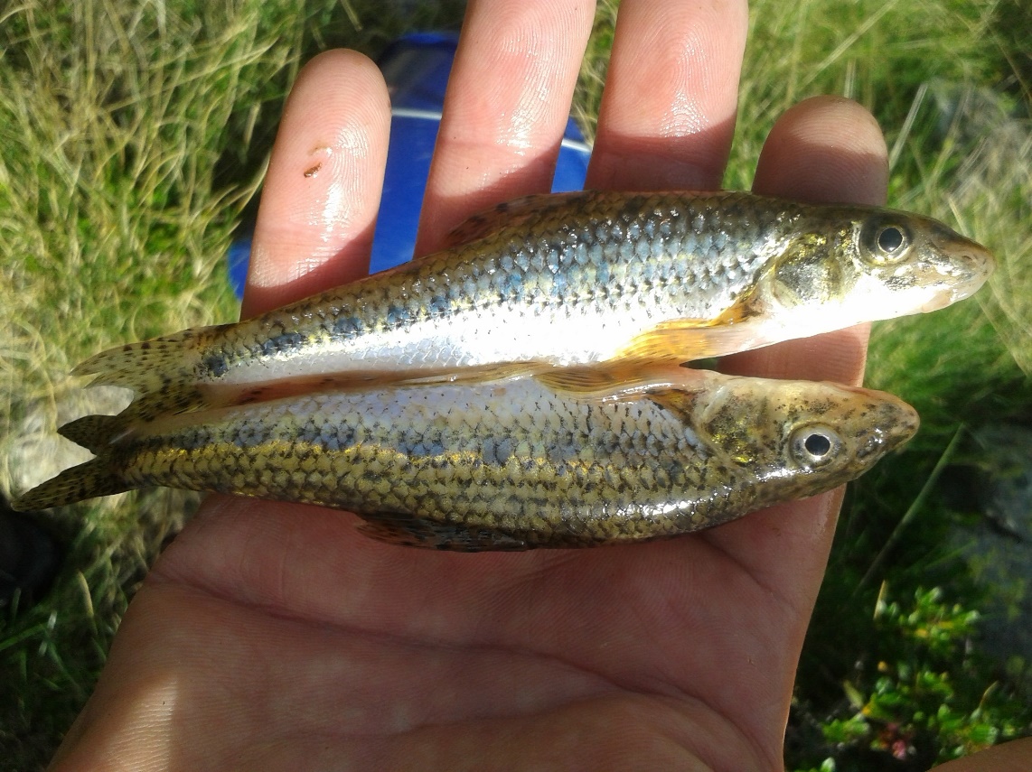Una altra espècie exòtica introduïda als estanys dels Pessons, el gobi (Gobio gobio).