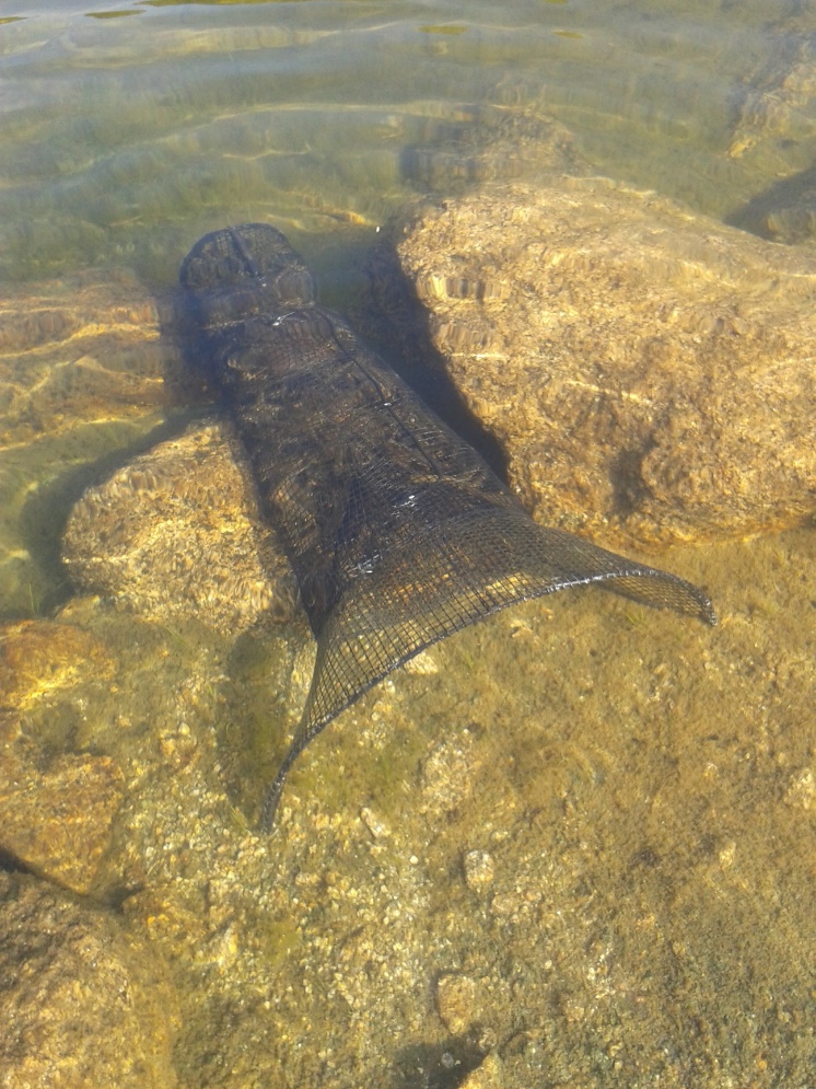 Nansa utilitzada per pescar el barb roig.