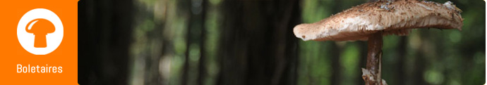 Boletaires