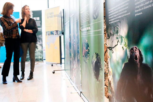 Expo Grands Singes 01