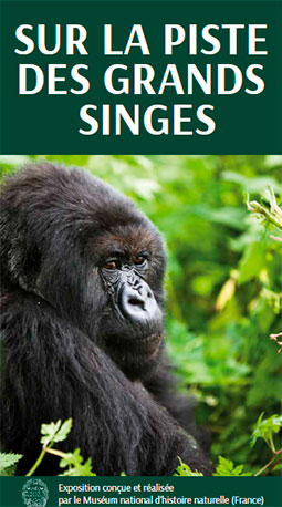 sur la piste des singes