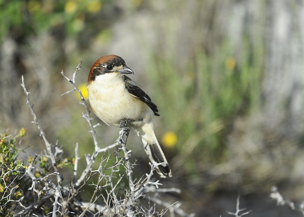 Medi Ambient licita els plans de recuperació de nou espècies d’ocells en perill d’extinció