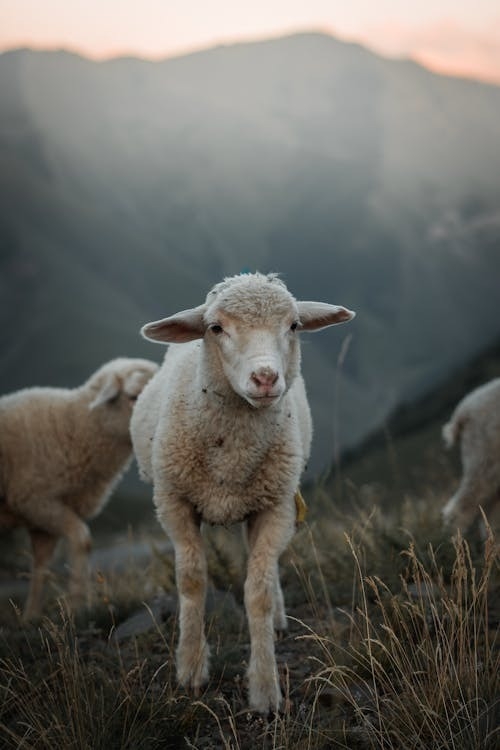 El Govern atorga els ajuts per al foment de les pràctiques ramaderes tradicionals als ramats d’ovelles transhumants