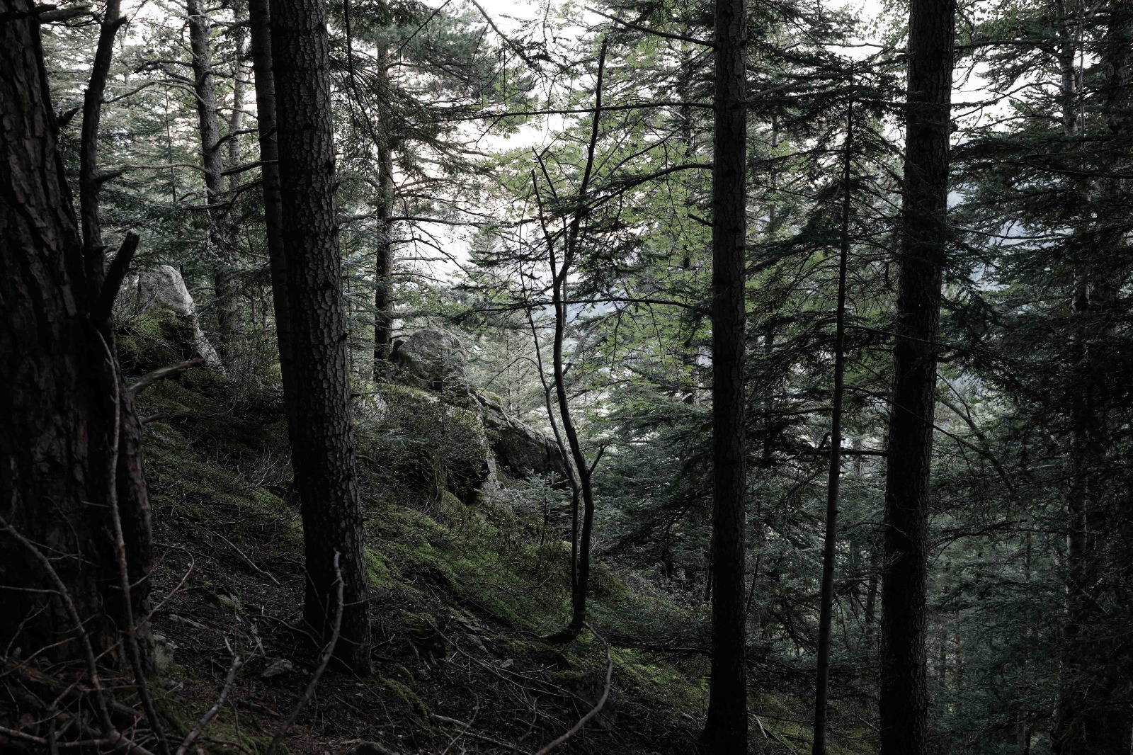 Medi Ambient atorga les subvencions per a actuacions a favor de la biodiversitat i del paisatge
