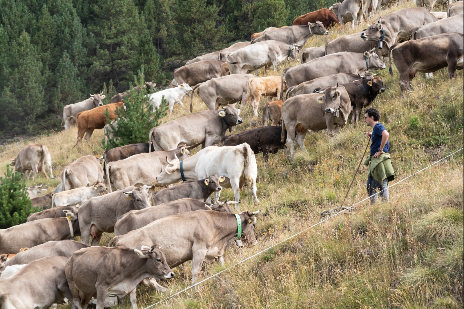 El Govern impulsa el sector primari amb més 1,3 milions d’euros amb l’ajut per al foment de pràctiques ramaderes tradicionals