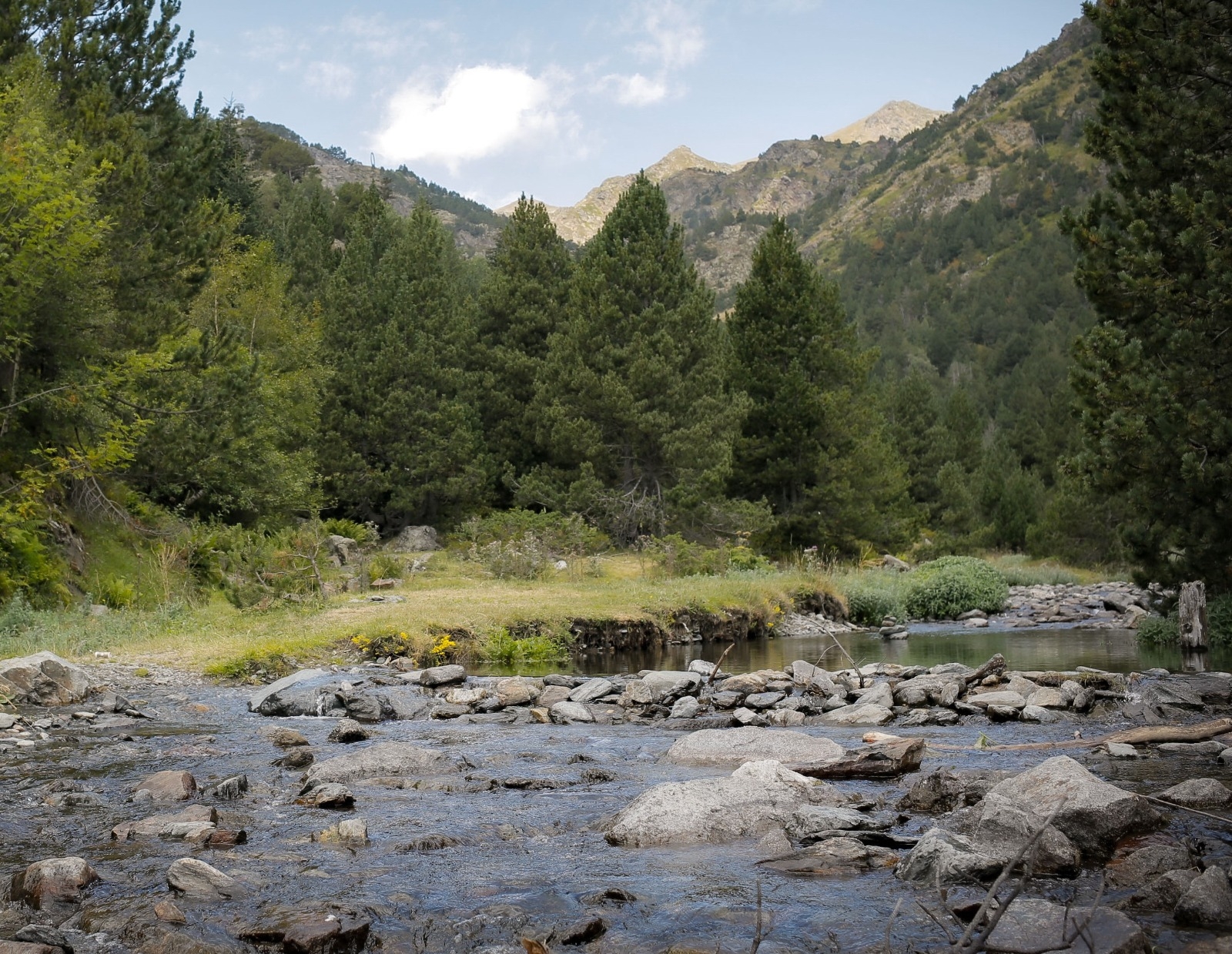 Medi Ambient adjudica els estudis poblacionals del pla de recuperació de l’almesquera