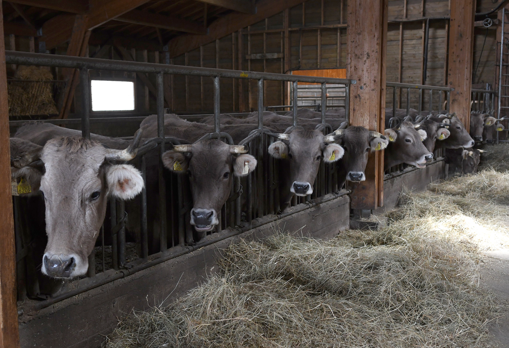 Els ajuts a la ramaderia s’incrementen fins als 3,5 milions anuals per contribuir a garantir la supervivència del sector