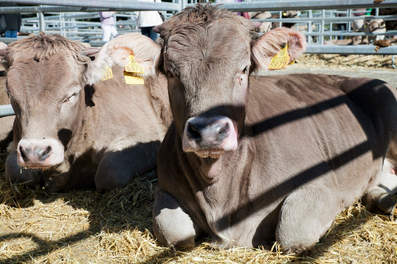Agricultura atorga l’ajut pel foment de les pràctiques ramaderes tradicionals del segon període del 2023