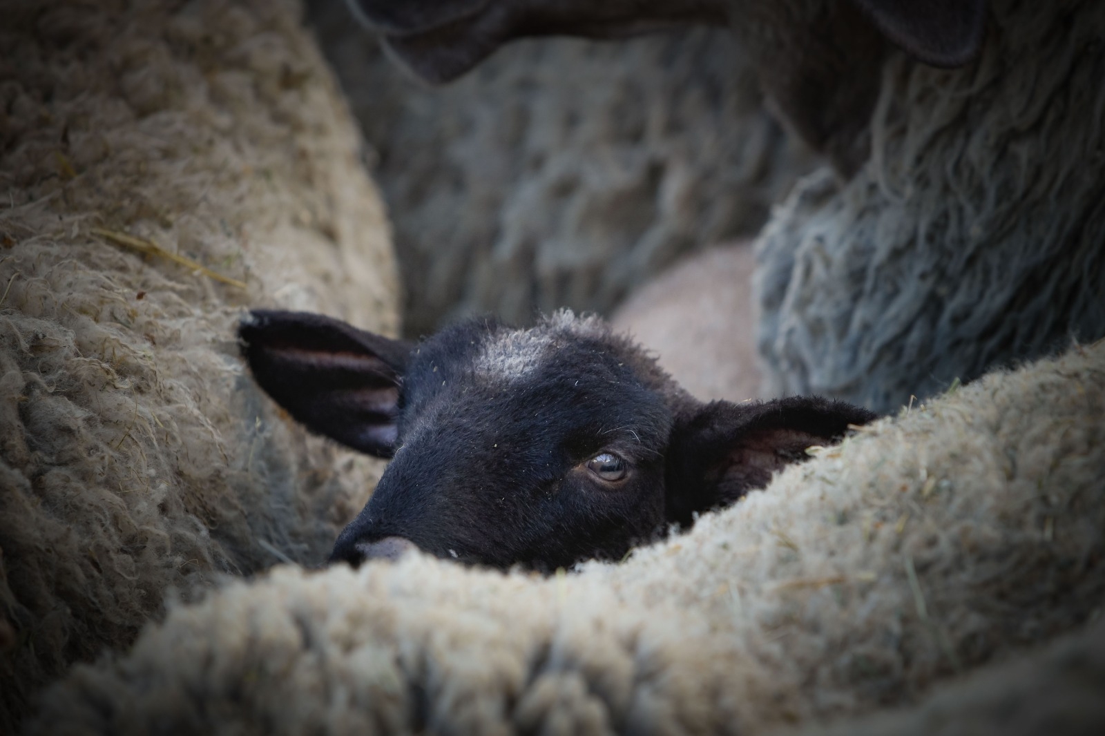 Agricultura adjudica un estudi per implementar millores de benestar animal a les explotacions d’oví i equí
