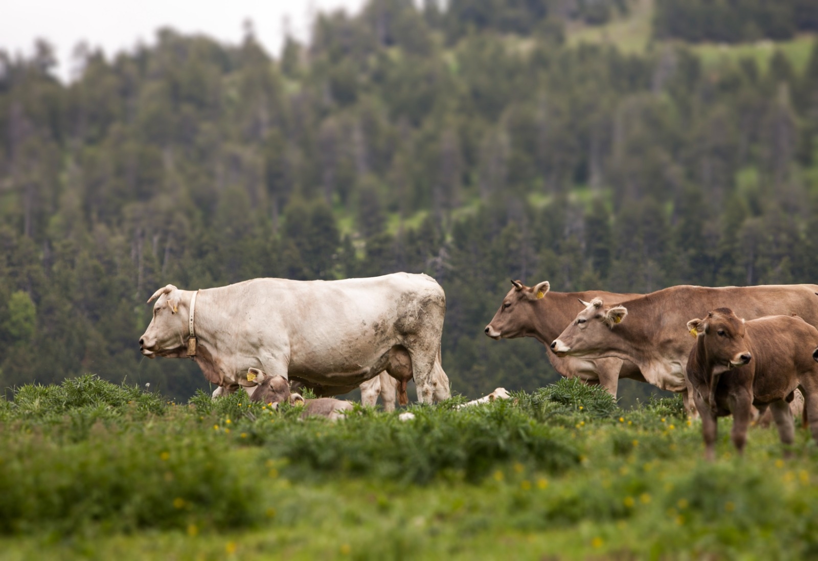 Medi Ambient desplega la Llei d’avaluació ambiental de projectes i de plans i programes amb l’aprovació del reglament que regula el contingut dels estudis ambientals