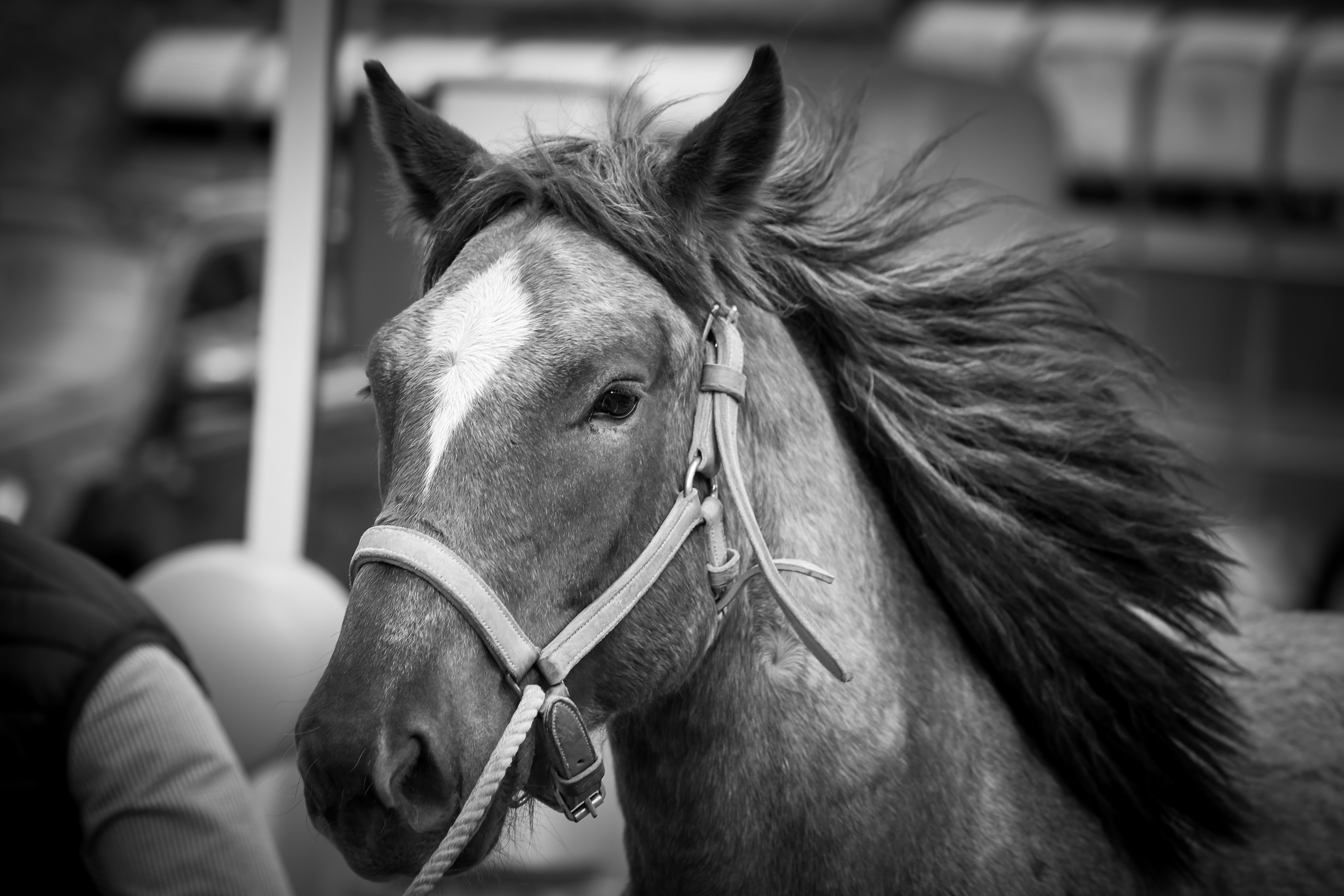 El ministre Casal anuncia a la Fira del bestiar que les ajudes anuals al sector ramader s’incrementaran prop de 500 mil euros