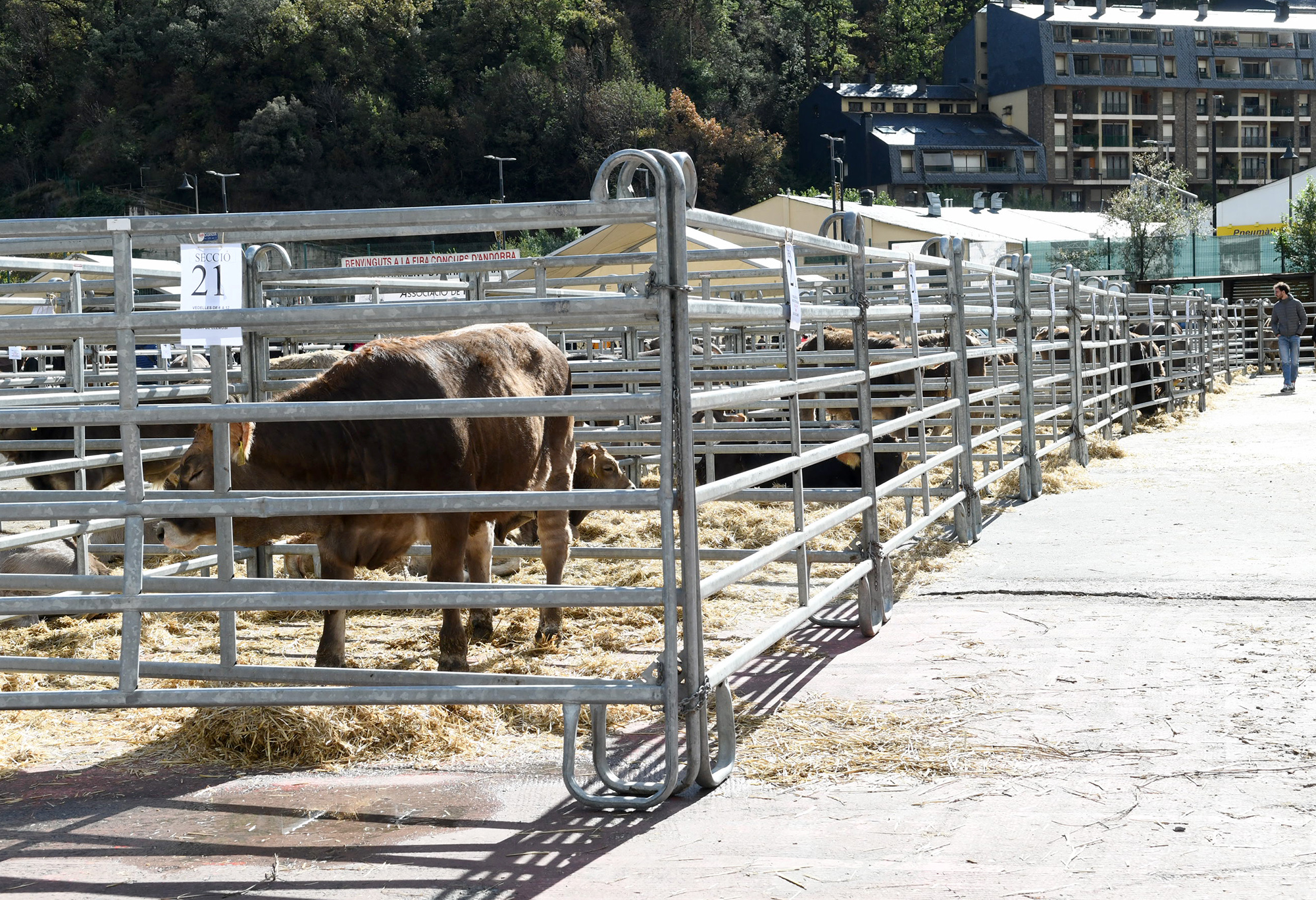 El ministre Casal anuncia a la Fira del bestiar que les ajudes anuals al sector ramader s’incrementaran prop de 500 mil euros