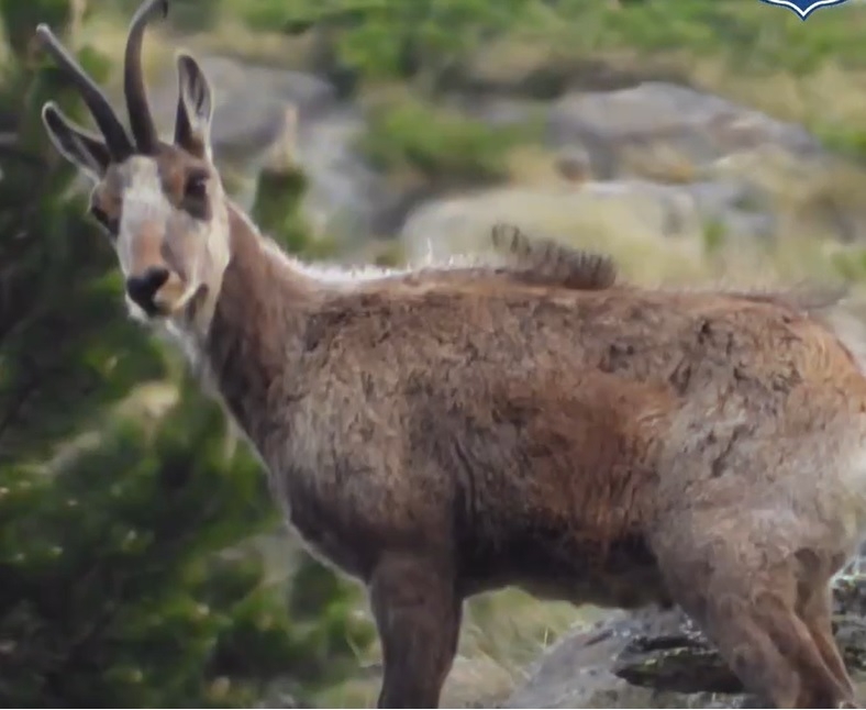 La setmana de la caça de l’isard clou amb el 89% de les captures permeses i sense incidències destacables