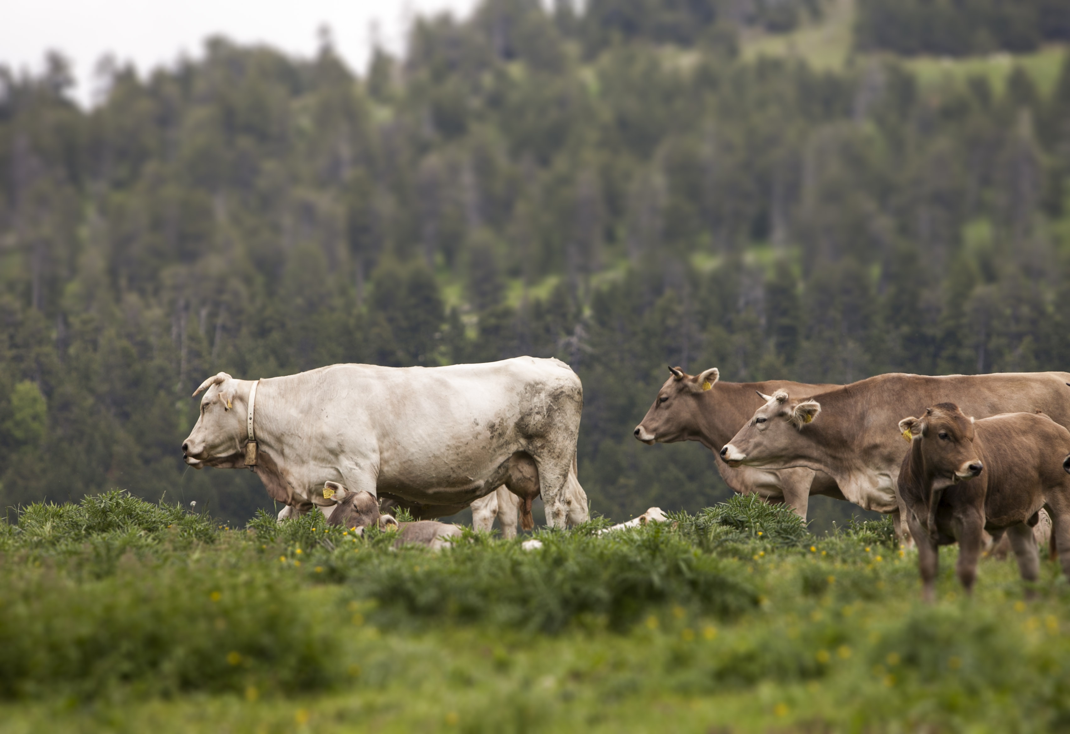 Més d’un milió d’euros de suport per al foment de pràctiques ramaderes de muntanya