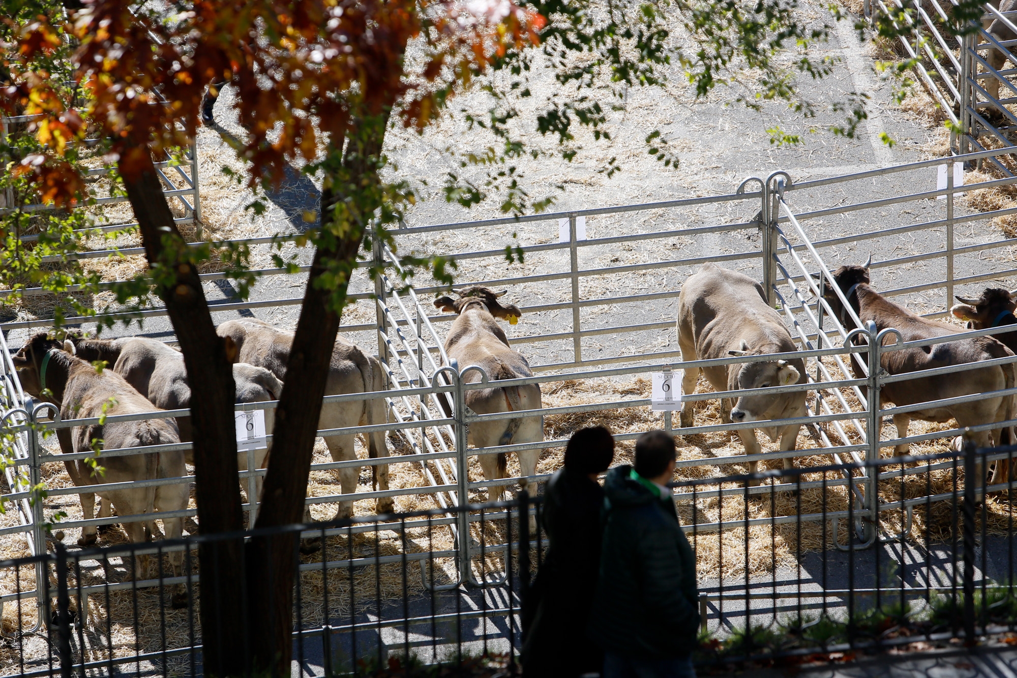 Agricultura adjudica el ajuts per a la promoció del benestar animal de les explotacions ramaderes bovines