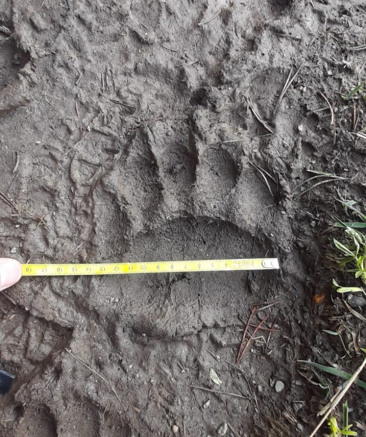 El Cos Banders constaten el pas d’un os