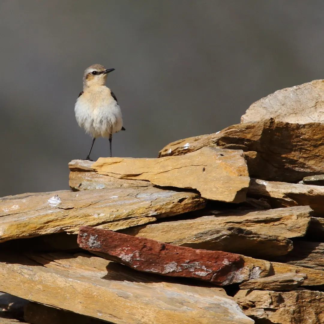 S’entreguen els premis al guanyadors del concurs de fotografia, ‘L’art de la pedra seca a Andorra’