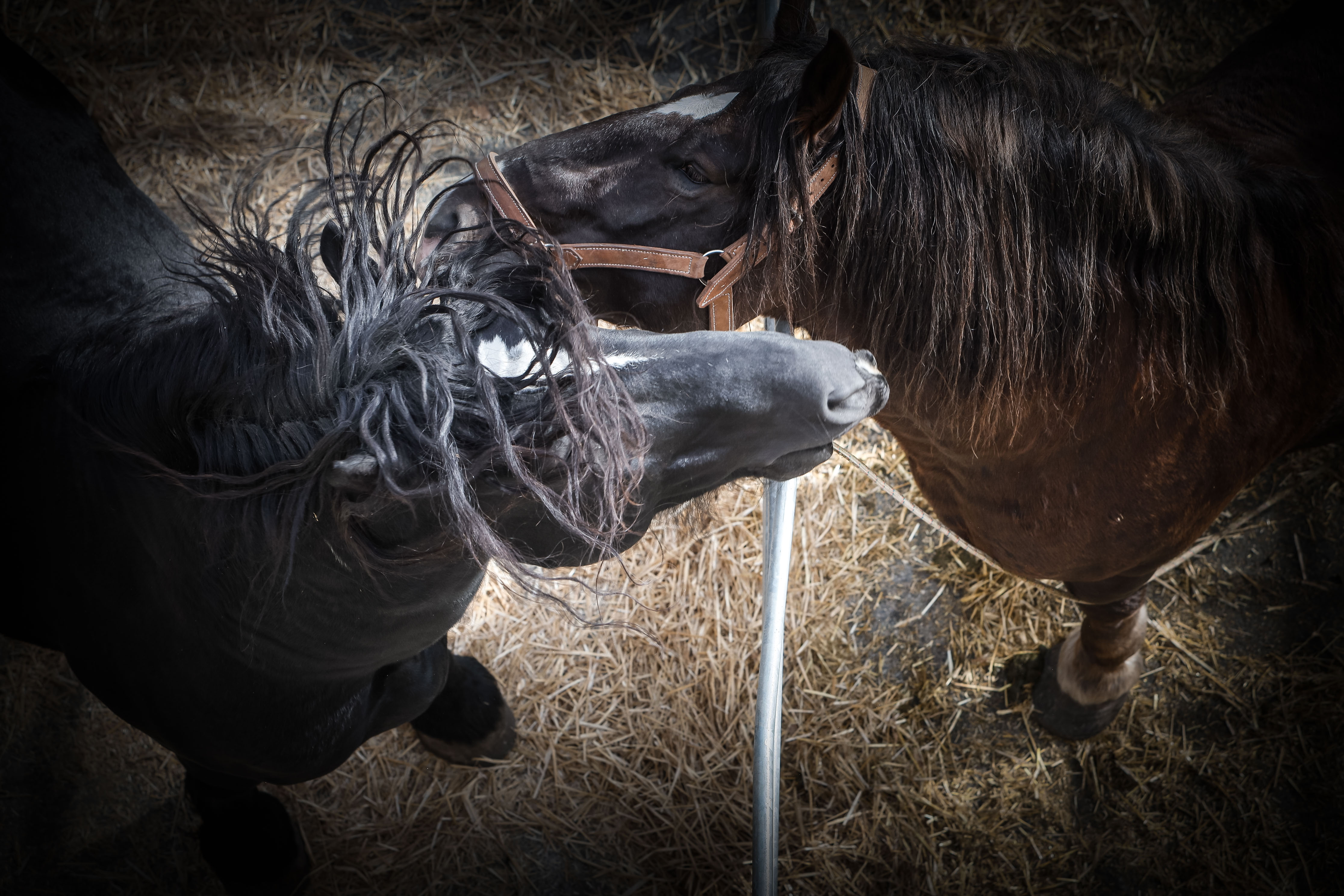 La ministra Calvó anuncia un ajut puntual per pal·liar la disminució de la producció farratgera durant la 43a edició Fira concurs del bestiar
