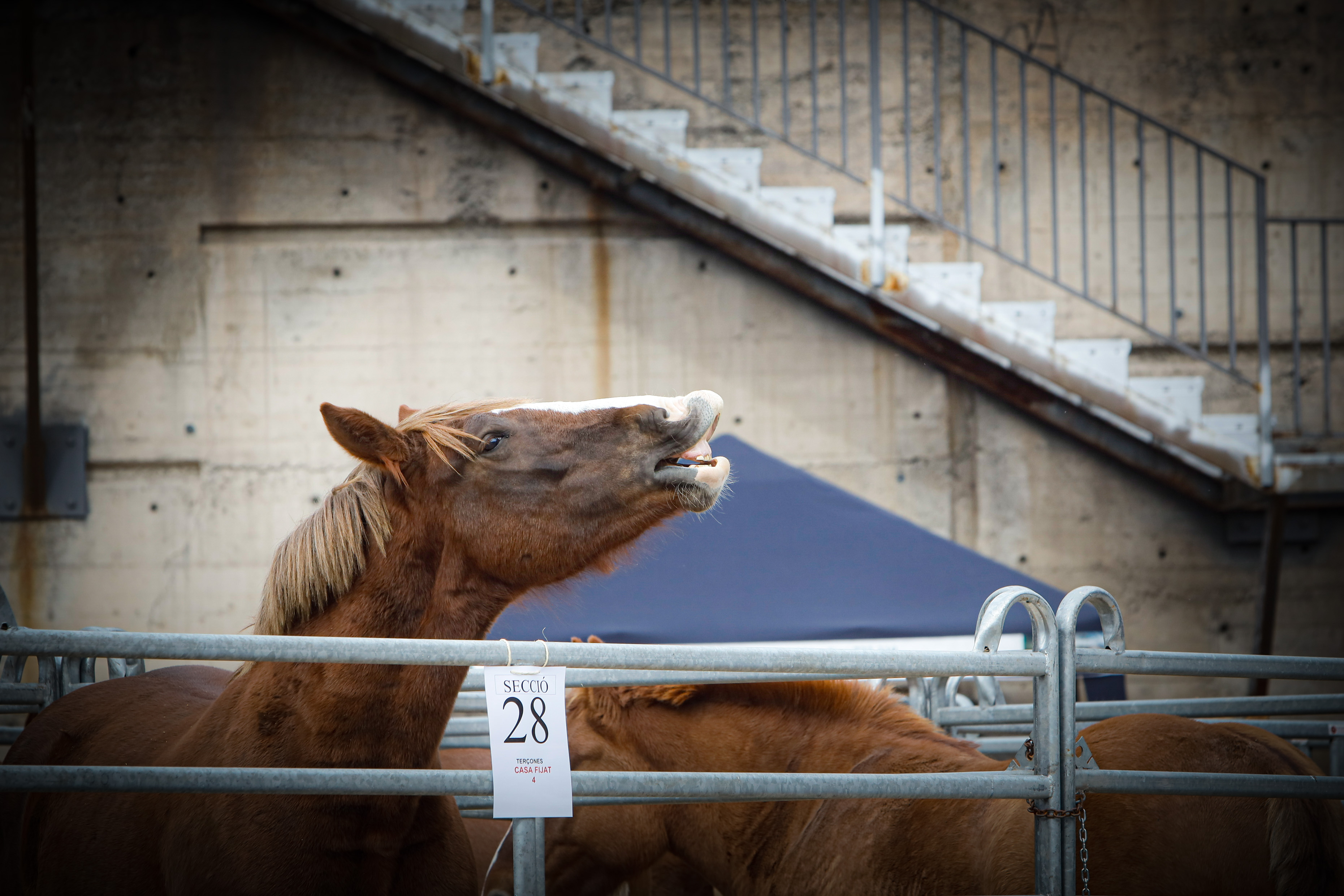 La ministra Calvó anuncia un ajut puntual per pal·liar la disminució de la producció farratgera durant la 43a edició Fira concurs del bestiar