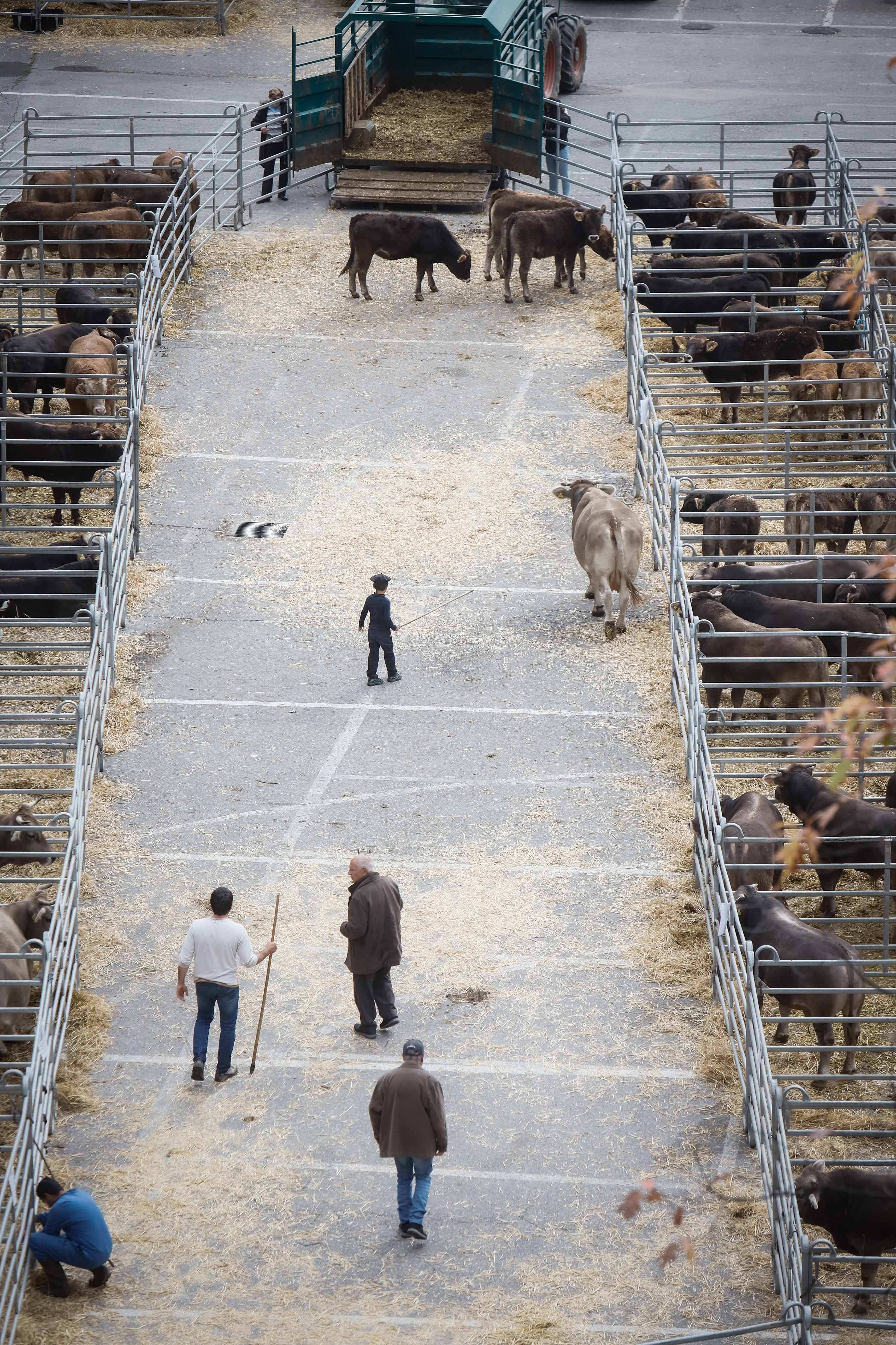 La ministra Calvó anuncia un ajut puntual per pal·liar la disminució de la producció farratgera durant la 43a edició Fira concurs del bestiar