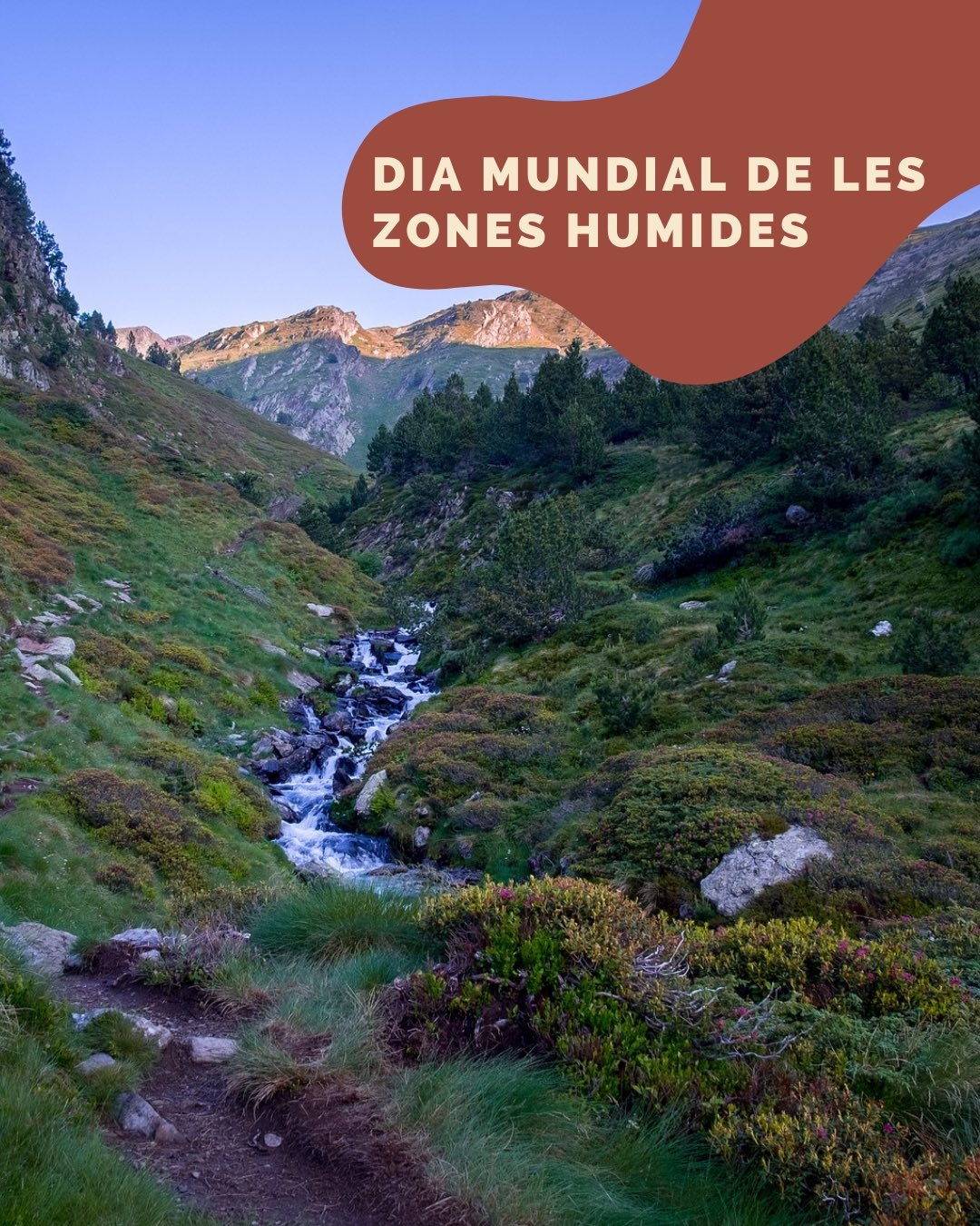 Les molleres són una gran reserva de biodiversitat i acullen el 33% de les espècies vegetals d’Andorra