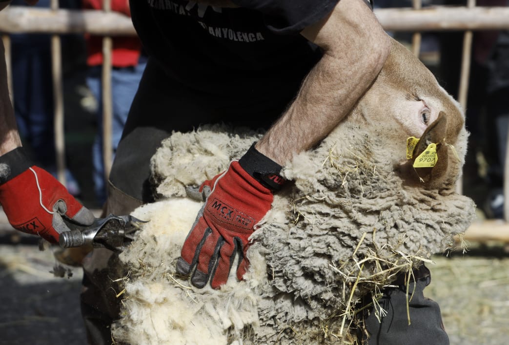 Calvó destaca el bon estat de salut del sector ramader a la fira del bestiar d’Ordino