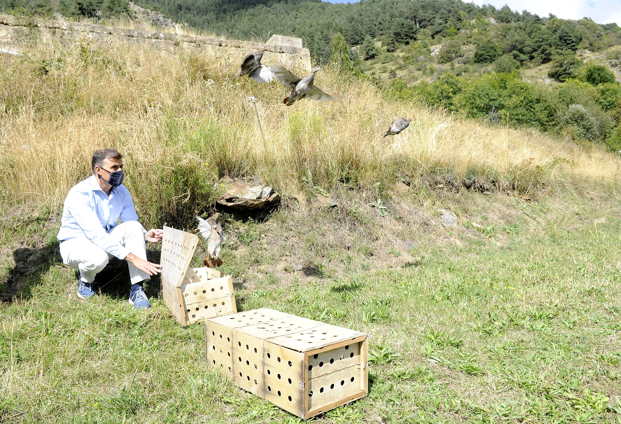 Alliberades més d’un centenar de perdius xerra procedents del centre de cria
