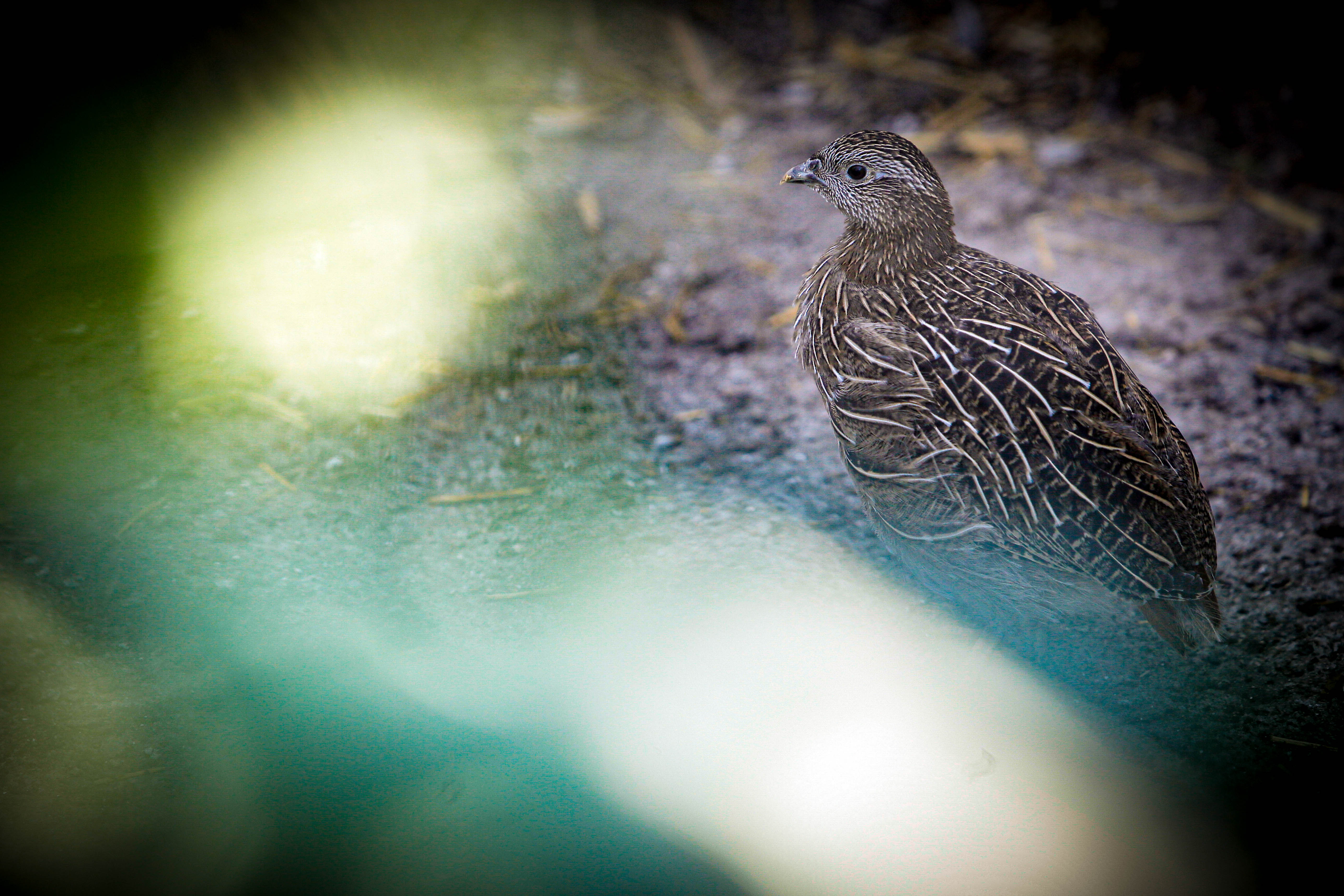 El centre de cria de la perdiu xerra es consolida com a element essencial per potenciar aquesta espècie autòctona i preservar la biodiversitat d’Andorra
