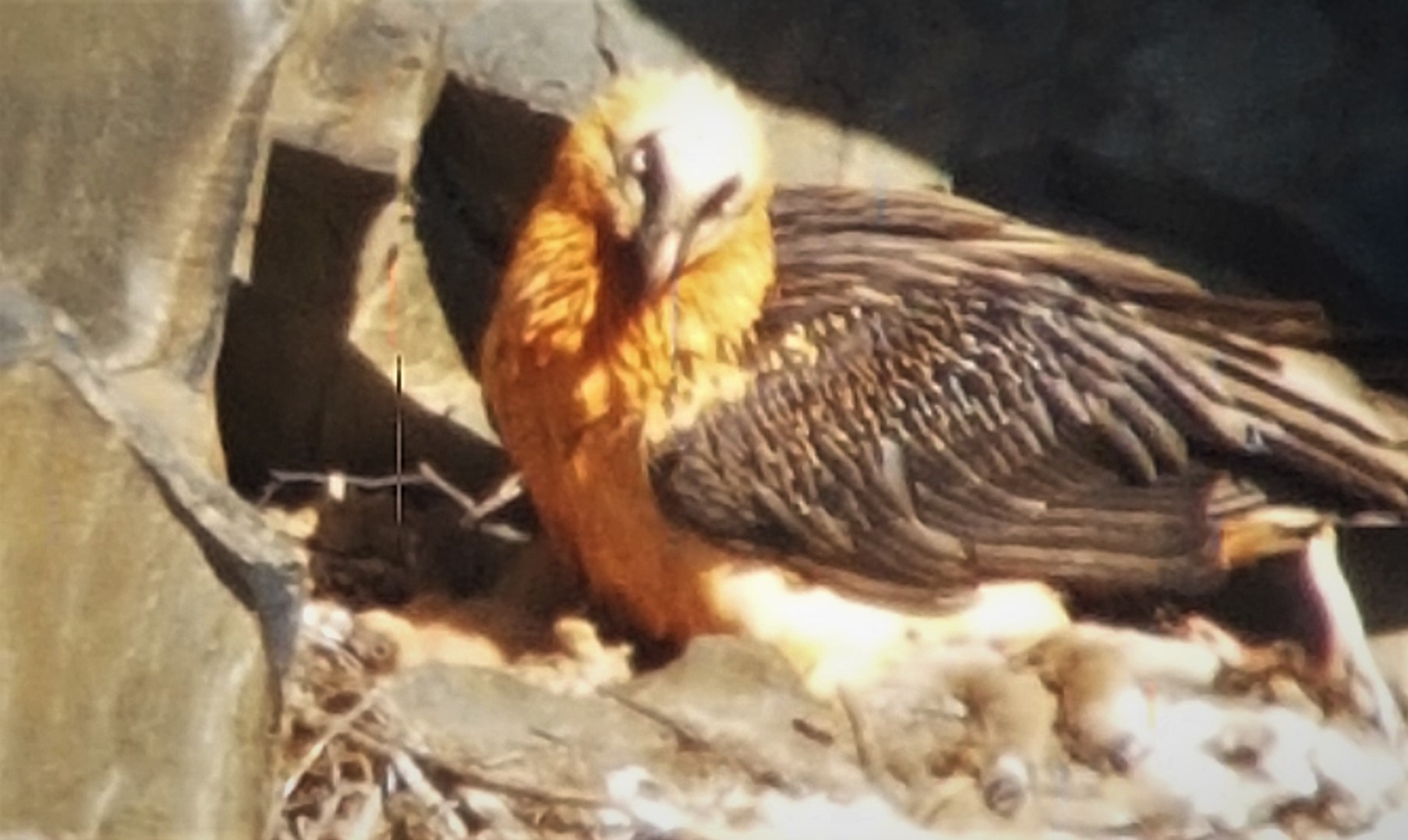 El Cos de Banders i el Departament de Medi Ambient celebren la reproducció i el naixement amb èxit d’una nova cria de trencalòs