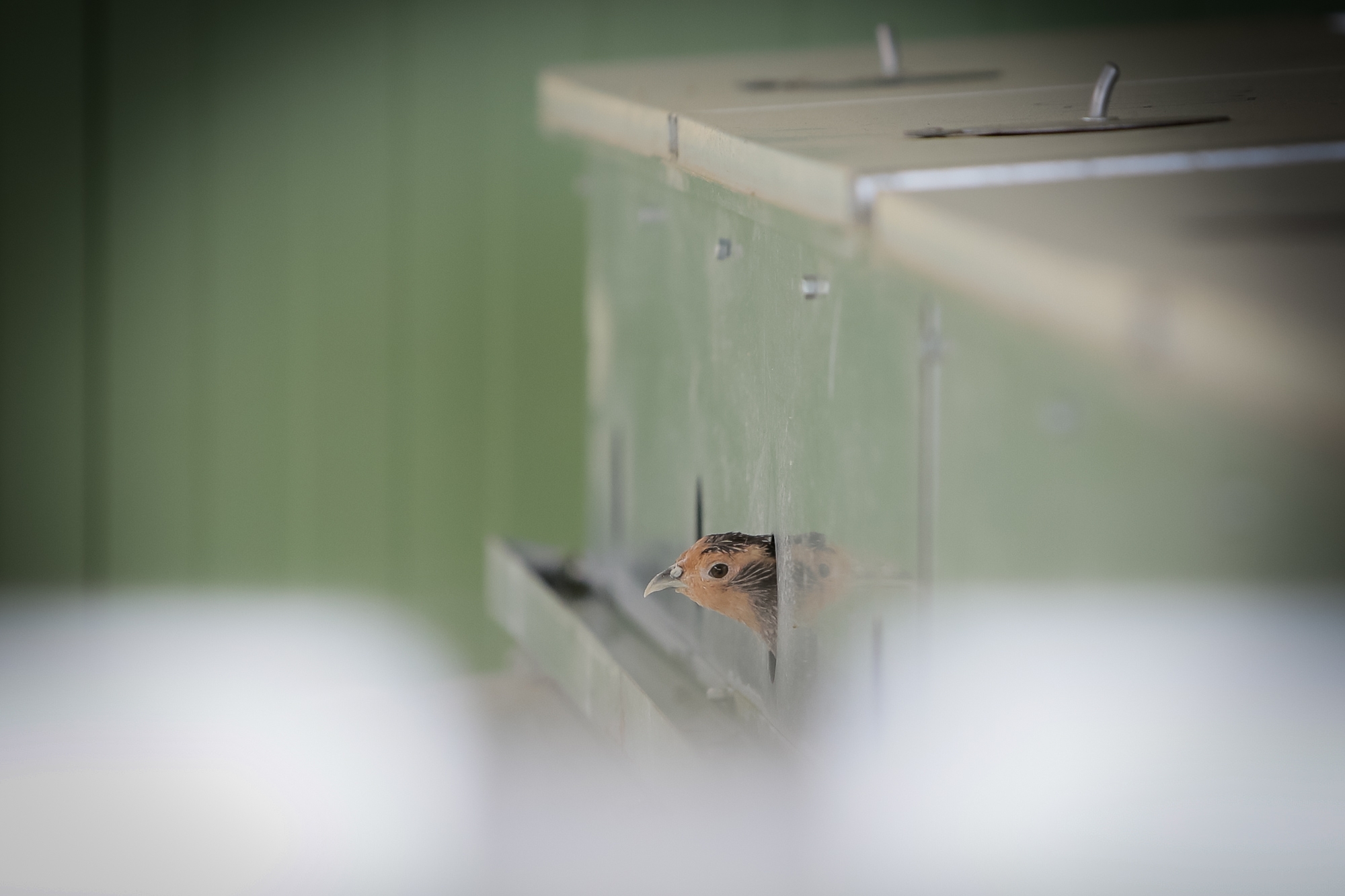 El programa de cria de la perdiu xerra autòctona està consolidat i es preveu la seva ampliació