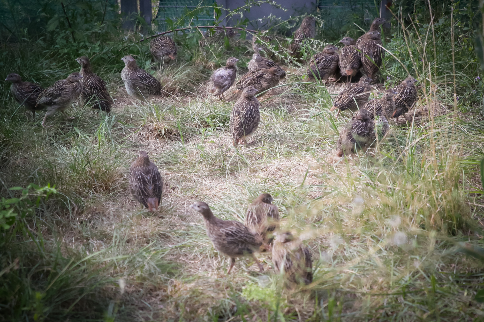 El programa de cria de la perdiu xerra autòctona està consolidat i es preveu la seva ampliació