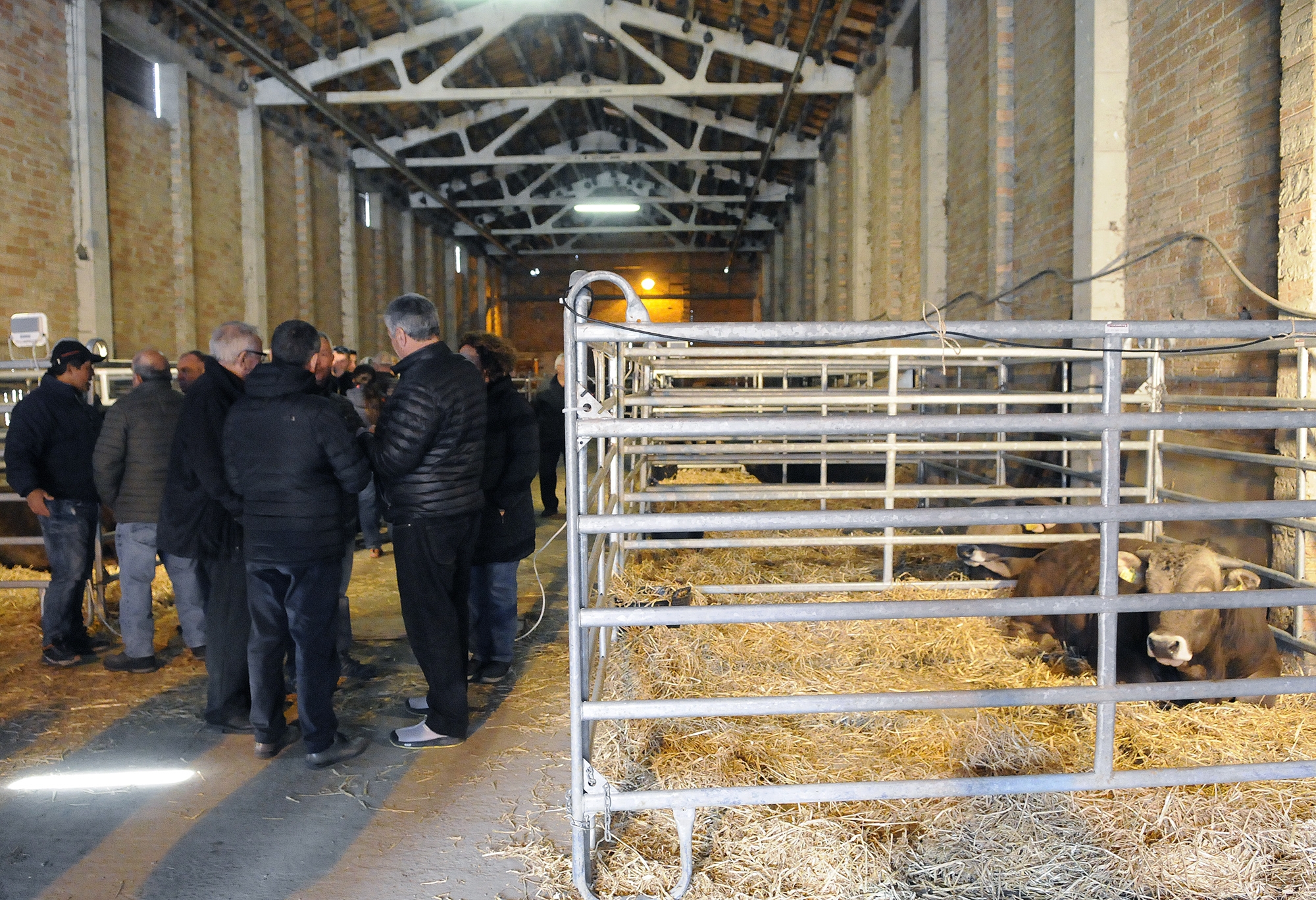 Se celebra la 8a edició de Fira Concurs de mascles de la raça bruna d’Andorra