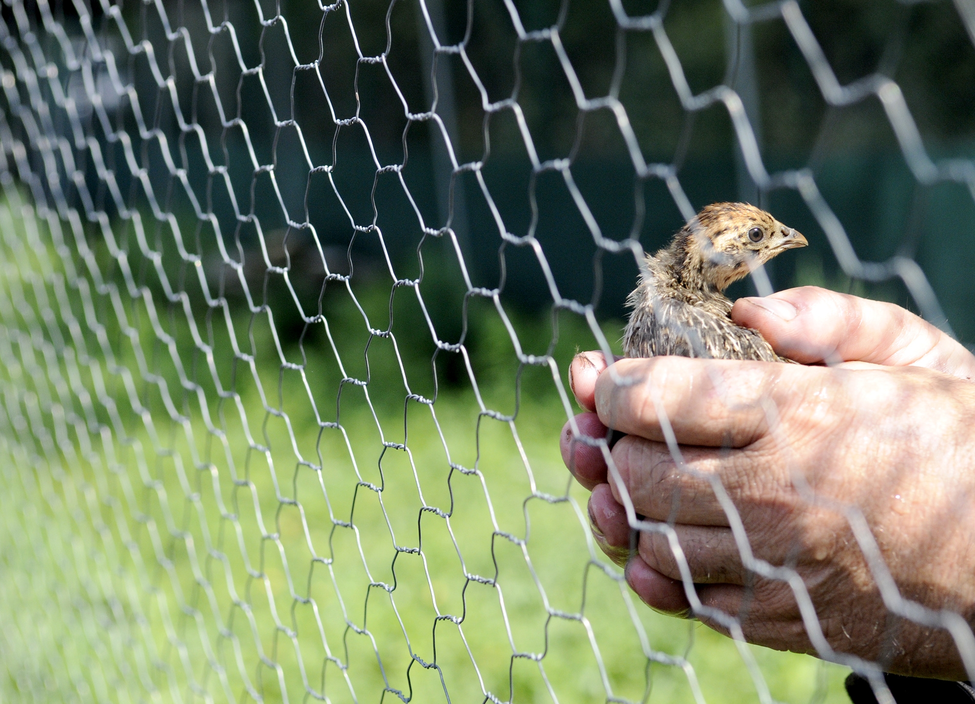 El centre de cria de la perdiu xerra autòctona aconsegueix el primer alliberament de 60 exemplars