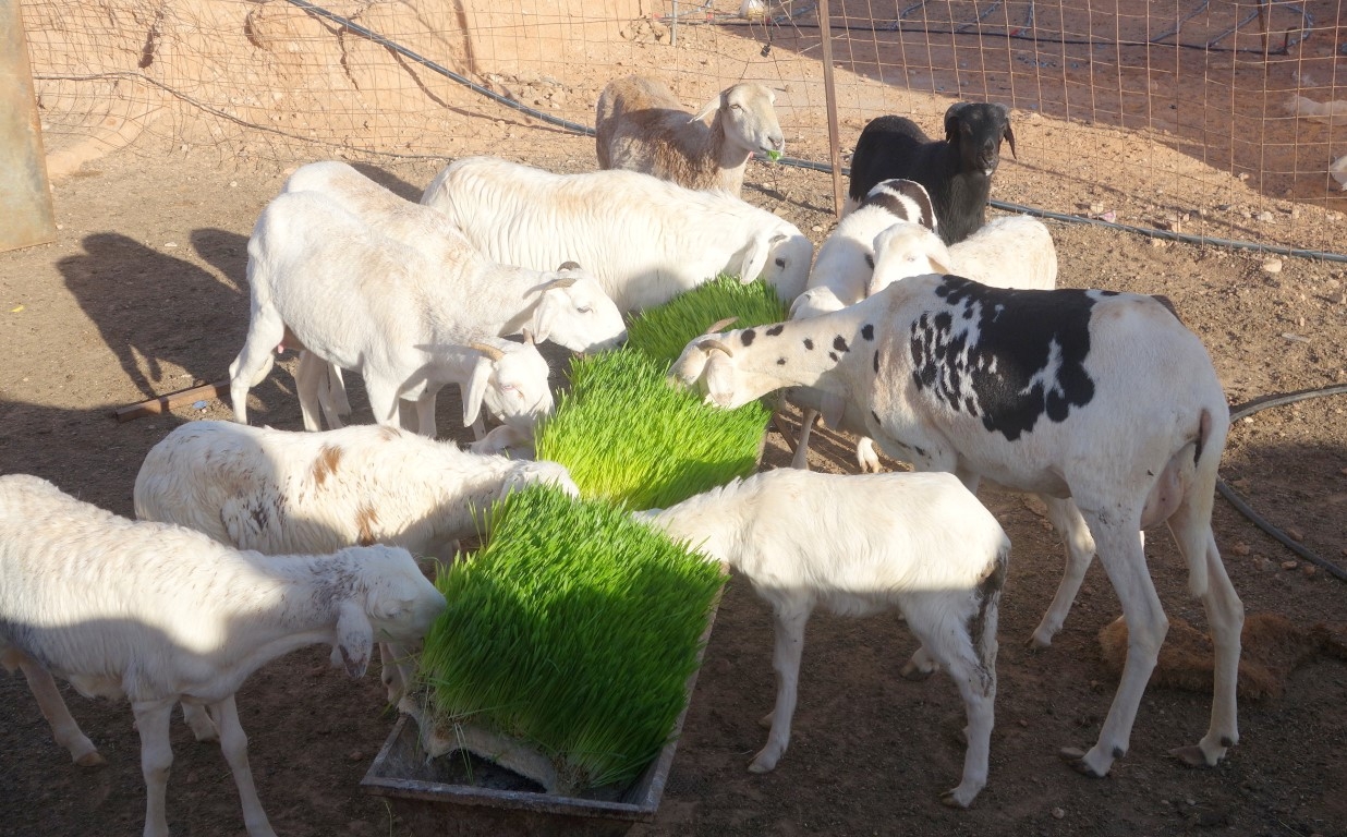 El Govern contribuirà en un programa per millorar la qualitat alimentària de 190 refugiats del Sàhara