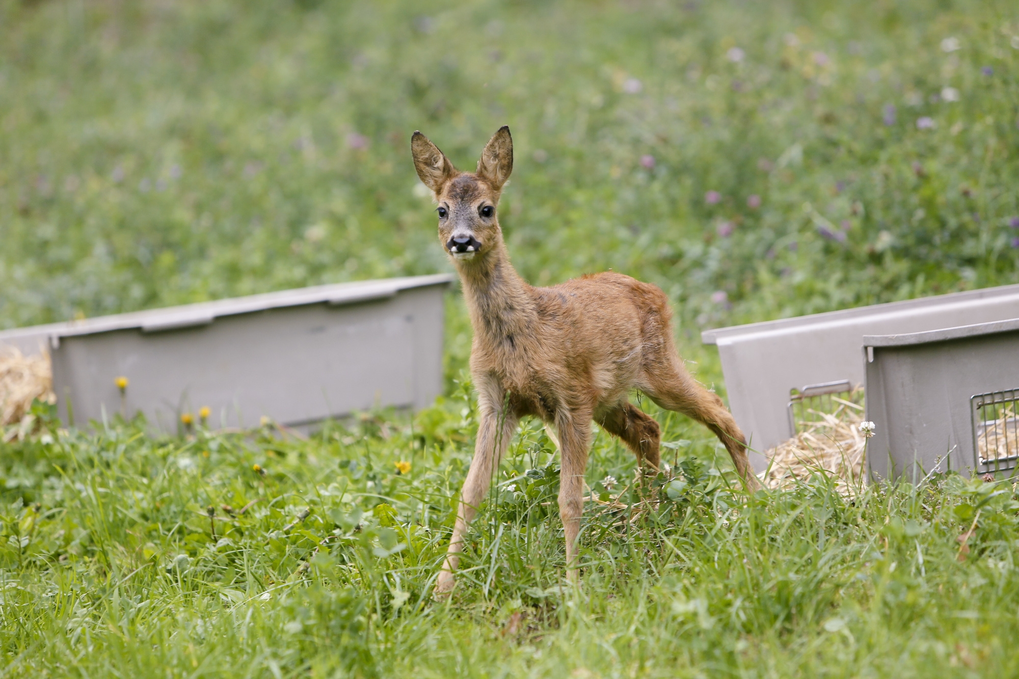 S'alliberen dos cabirols recuperats per la Unitat de Fauna