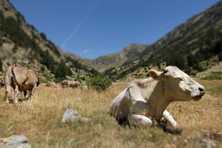 Agricultura renova el conveni amb l’Institut de Recerca i Tecnologia Agroalimentàries (IRTA) de Catalunya