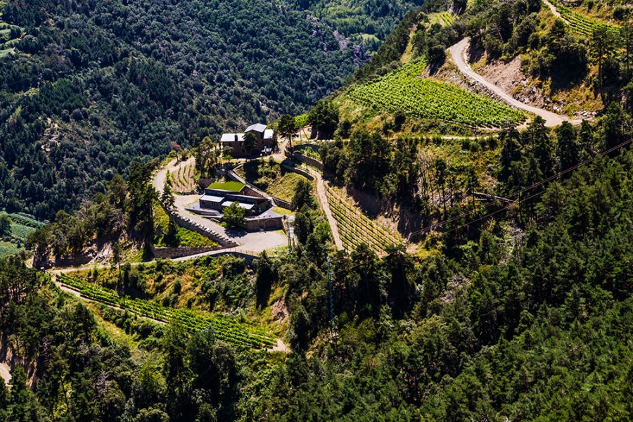 Suport del Govern al foment de la producció de vi de qualitat controlada i a la producció ecològica