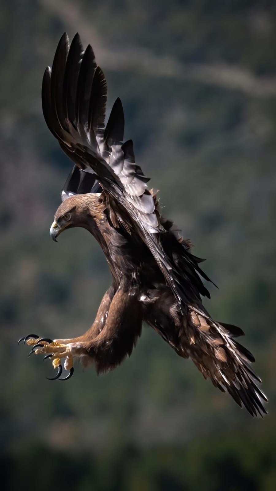 Medi Ambient adjudica la implementació dels plans de recuperació de l’àguila daurada, el trencalòs i el voltor negre