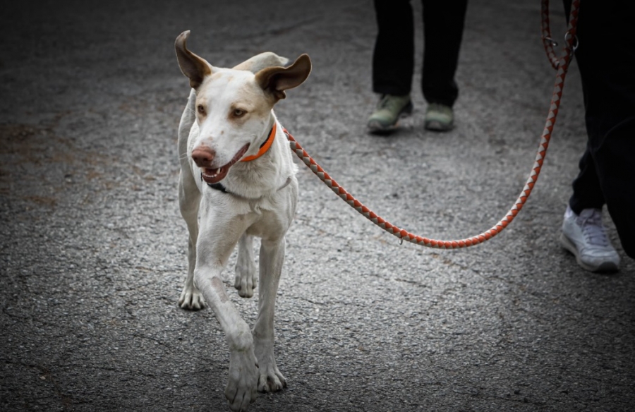Adjudicats els treballs d’embrancament de les aigües residuals del Centre de Protecció Caní
